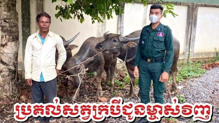 ​សមត្ថកិច្ច​នគរបាល​ស្រុក​សង្កែ  ស្រាវជ្រាវ​រក​ឃើញ​សត្វ​ក្របី​ចំនួន​០៣​ក្បាល ដែល​បាន​បាត់បង់​ក្នុង​អំពើចោរកម្ម​យកម​ក​ប្រគល់ជូន​ម្ចាស់​វិញ​…!!