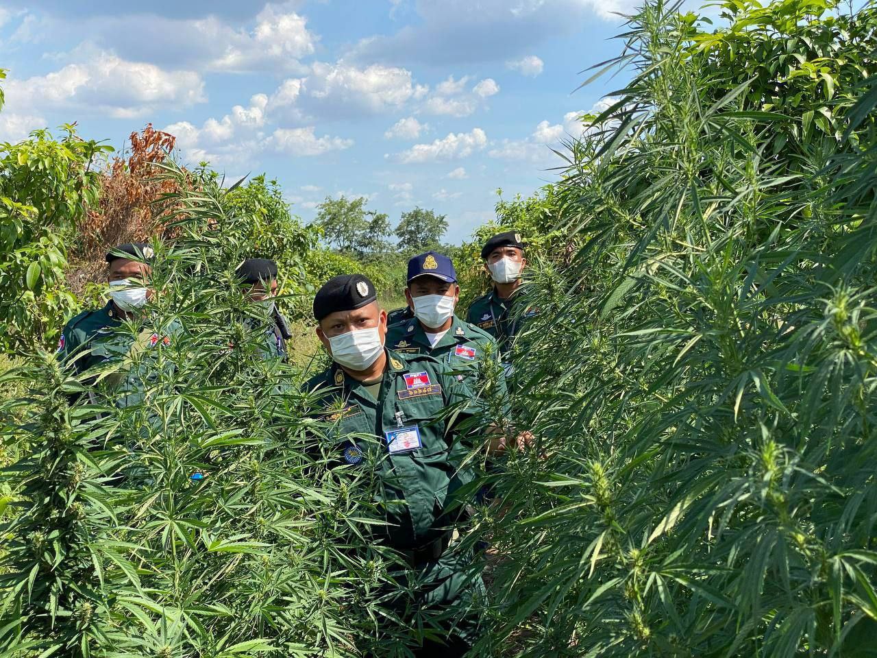 កព្ឆា ១២៥០០ដើម ត្រូវបានមន្ត្រីជំនាញស្នងការ ខេត្តឧត្ដរមានជ័យធ្វើការបង្ក្រាប